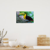 Poster van vogels 16 (Keuken)