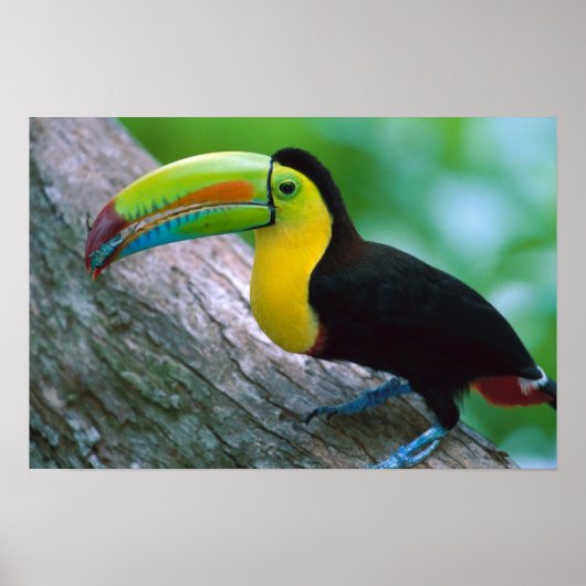 Poster van vogels 16 (Voorkant)