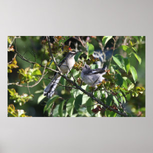 Poster van volwassen spotvogel en jonge spotvogel
