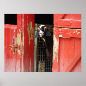 Poster van vreemde geiten (Voorkant)