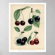 poster van  vruchten - Cherry