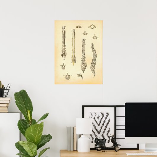 Poster van wervelkolom en wervels Anatomie Chiropr (Thuiskantoor)