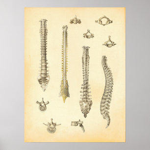 Poster van wervelkolom en wervels Anatomie Chiropr