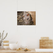 Poster van wilde ratten (Keuken)