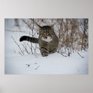 poster van winterkatten