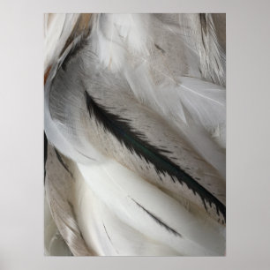 Poster van witte en zwarte veren
