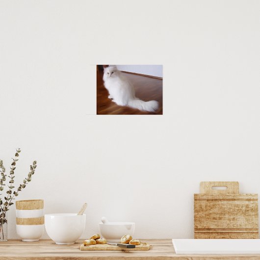 Poster van witte perzische katten (Keuken)