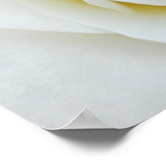 Poster van witte rozenbloem (Hoek)