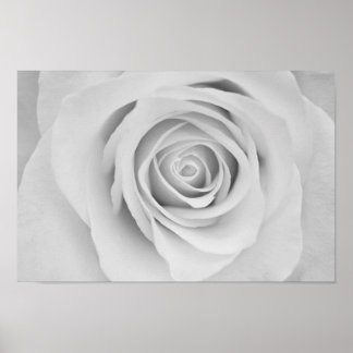 Poster van zwarte en witte rozenbloem
