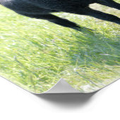 Poster van zwarte schapen (Hoek)