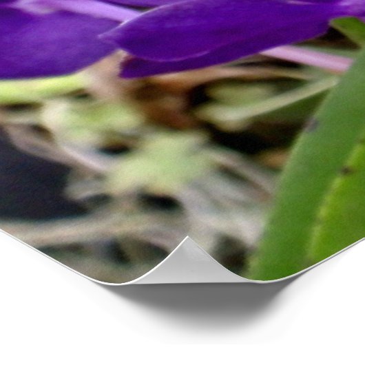 Poster Vanda Orchidées (Coin)