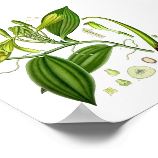 Poster Vanille botanique (Coin)