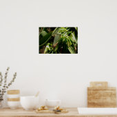 Poster Vanille Plante Orchidées Photo (Cuisine)