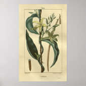 Poster VANILLE, Vanilla Plante Imprimer (Devant)