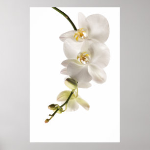 Poster Vaporisateur floral blanc Dendrobium Orchid