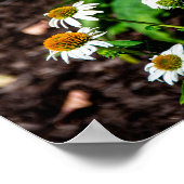 Poster Variegated Fritillary Butterfly (Coin)