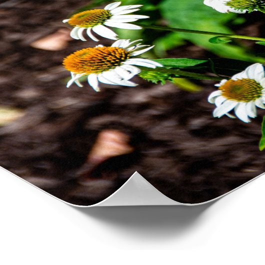 Poster Variegated Fritillary Butterfly (Coin)