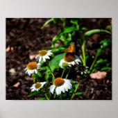Poster Variegated Fritillary Butterfly (Devant)