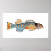 Poster Varier le Darter (Devant)