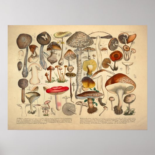 Poster Variété de champignons vintages Rouge Jaune Impres (Devant)
