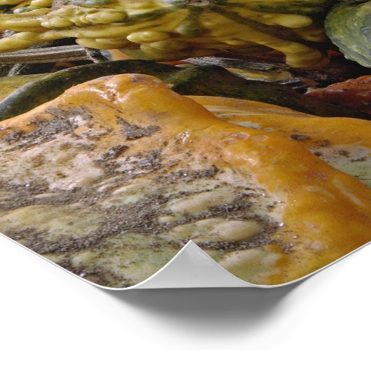 Poster Variété de courge (Coin)