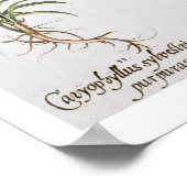 Poster Variété de Dianthus, du "Hortus Ey" (Coin)