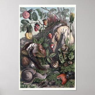 Poster Variété d'escargots et limaces Cottagecore Art