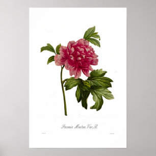 Poster Variété moutan de pivoine