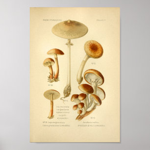 Poster Variété vintage Champignons Brown Art Imprimer Fra