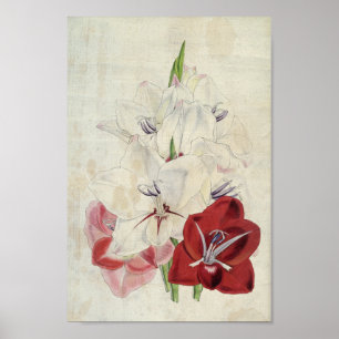 Poster Variétés botaniques vintages de Gladiolus
