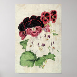 Poster Variétés botaniques vintages de Pelargoniums