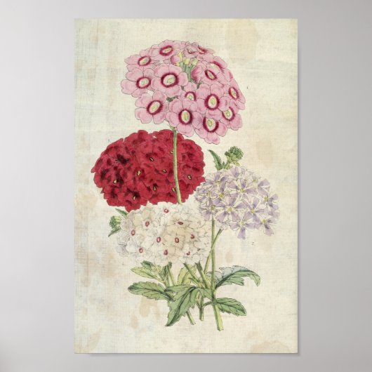 Poster Variétés botaniques vintages de Verbenas (Devant)