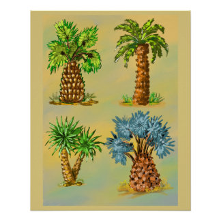 Poster Variétés de palmiers en couleurs.
