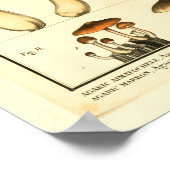 Poster Variétés vintages de champignons Art français Impr (Coin)