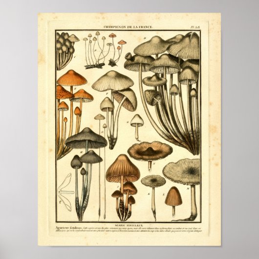 Poster Variétés vintages de champignons Brown Français Im (Devant)