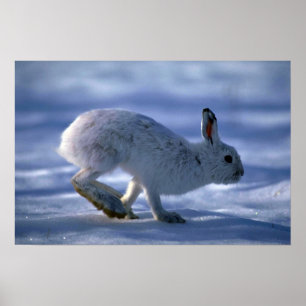 Poster Varying Hare/Snowshoe Rabbit running across open s