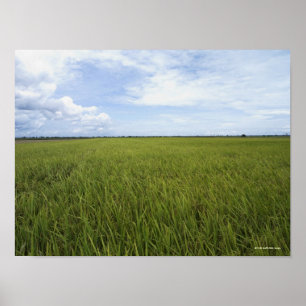 Poster vast open rice fields