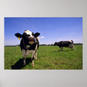 Poster Vattle laitière Holstein (Devant)