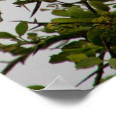 Poster Vautour (Coin)