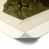 Poster Vautour californien (Coin)