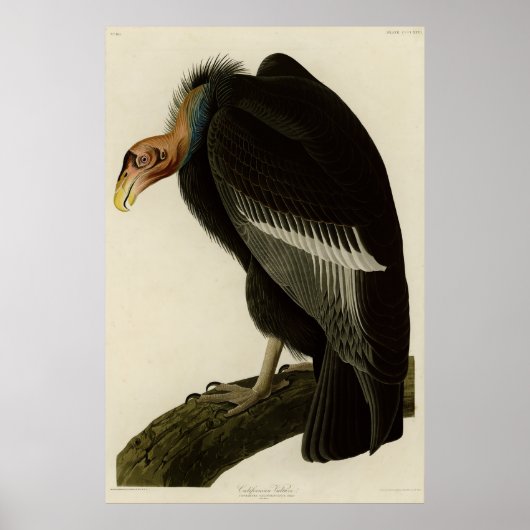 Poster Vautour californien d'Audubon Birds of America (Devant)