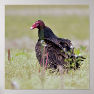 Poster Vautour de Turquie