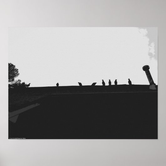 Poster Vautour de Turquie, (Devant)