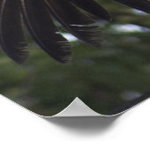 Poster Vautour du Griffon (Coin)