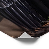 Poster Vautour du roi (Coin)