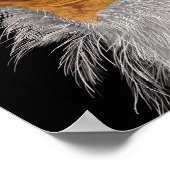 Poster Vautour égyptien illustré (Coin)