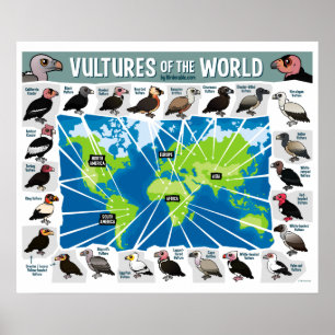 Poster Vautours du monde