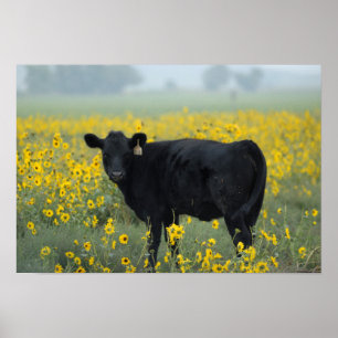 Poster Veau noir dans un champ de tournesols
