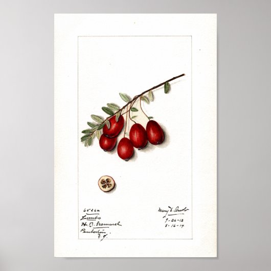 Poster - veenbessen (Voorkant)