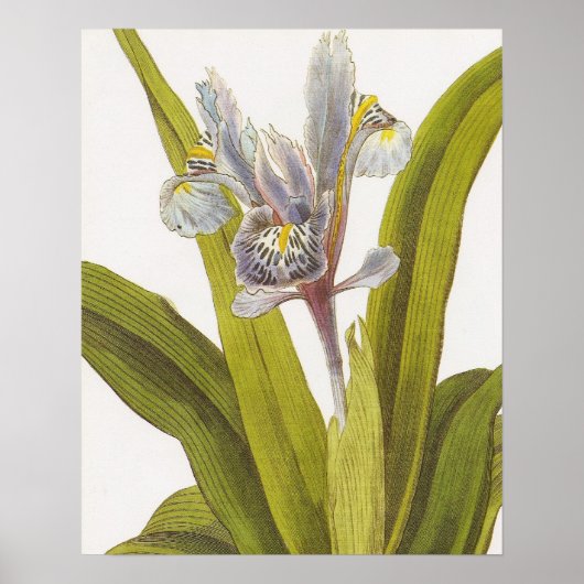 Poster végétal vintage; Iris (Devant)